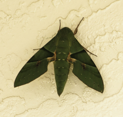 Gaudy Sphinx moth – Eumorpha labruscae